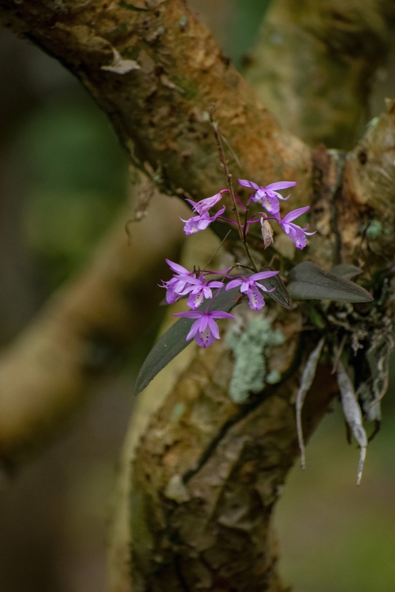 Barkeria palmeri photo 6