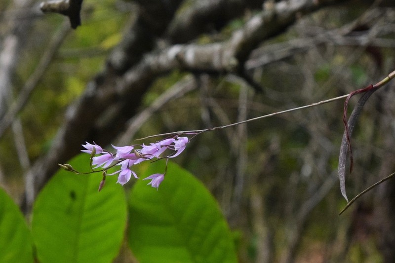 Barkeria palmeri photo 7
