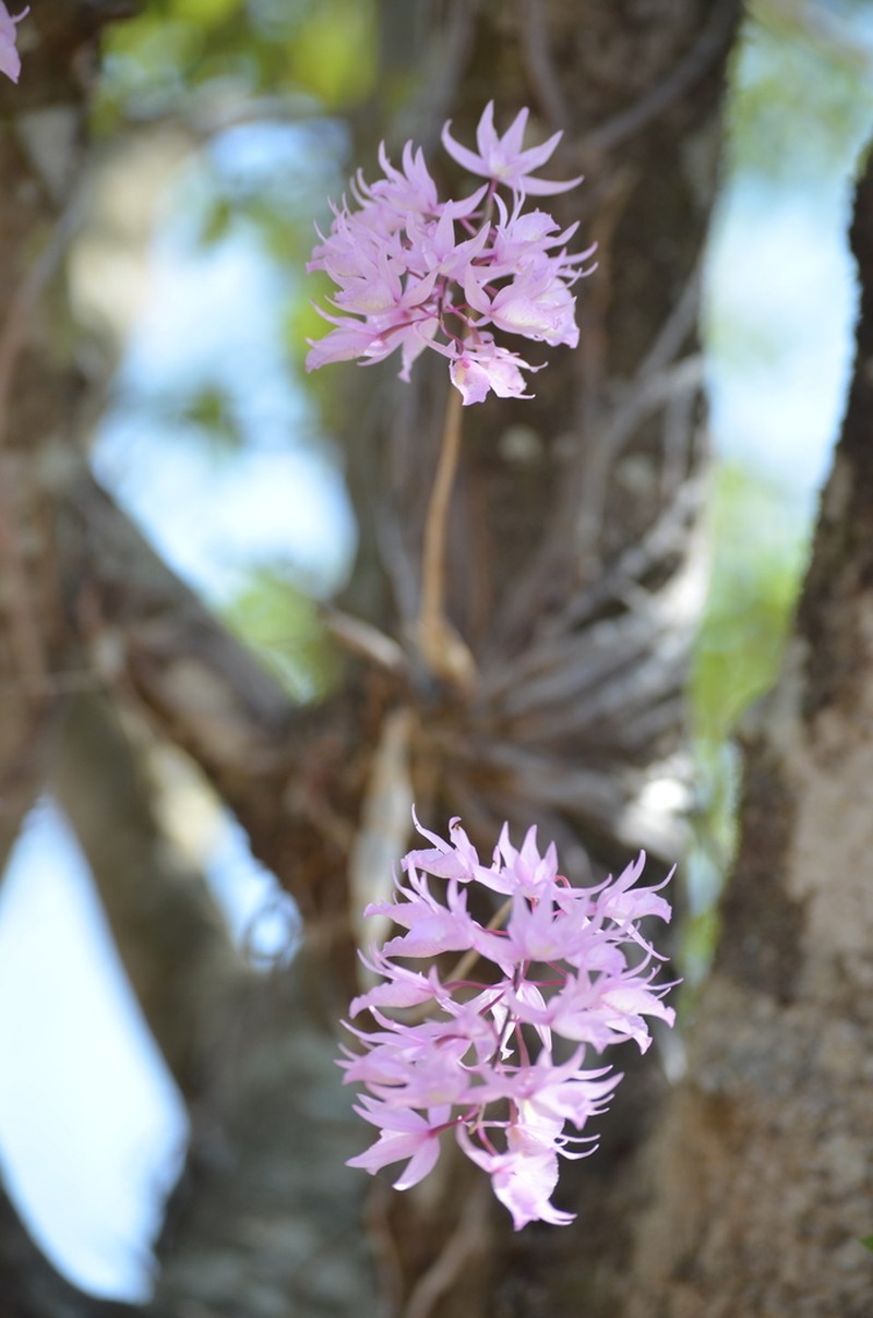 Barkeria palmeri photo 8