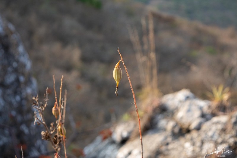 Barkeria scandens