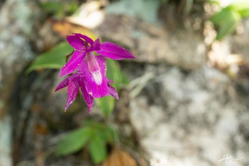 Barkeria scandens photo 2
