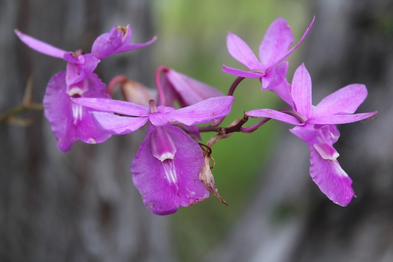 Barkeria scandens photo 3