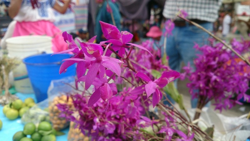 Barkeria scandens photo 7