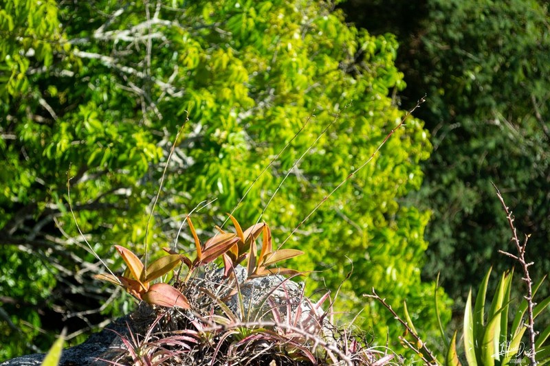 Barkeria scandens photo 8