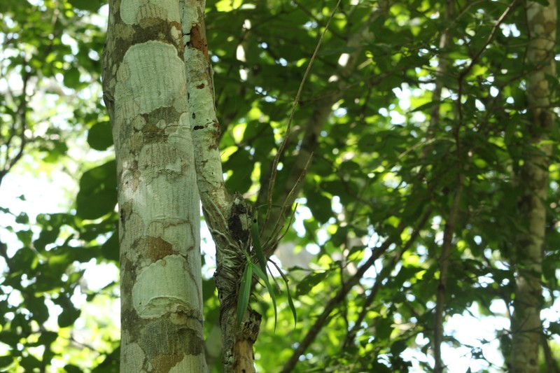 Barkeria shoemakeri