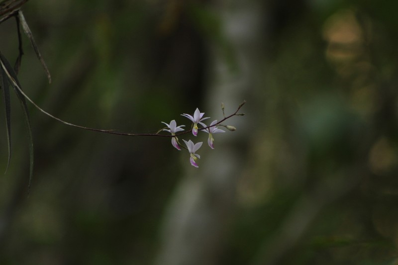 Barkeria shoemakeri photo 2