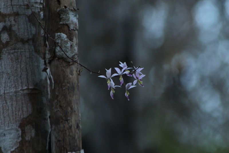 Barkeria shoemakeri photo 3