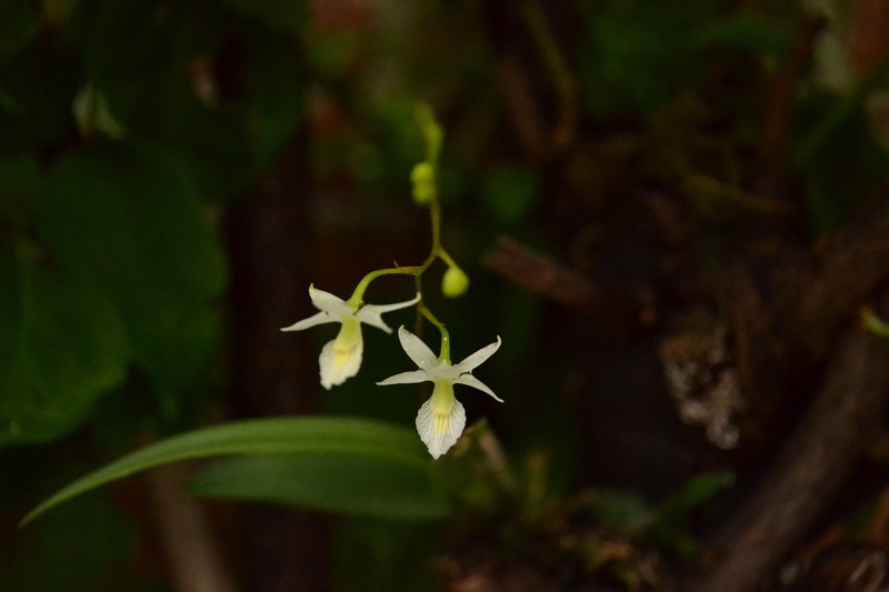 Barkeria shoemakeri photo 4
