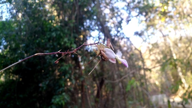 Barkeria shoemakeri photo 5