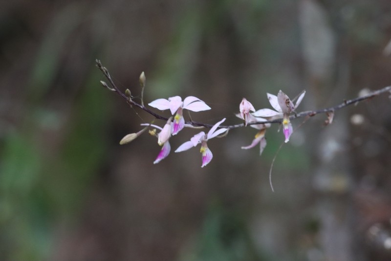 Barkeria shoemakeri photo 7