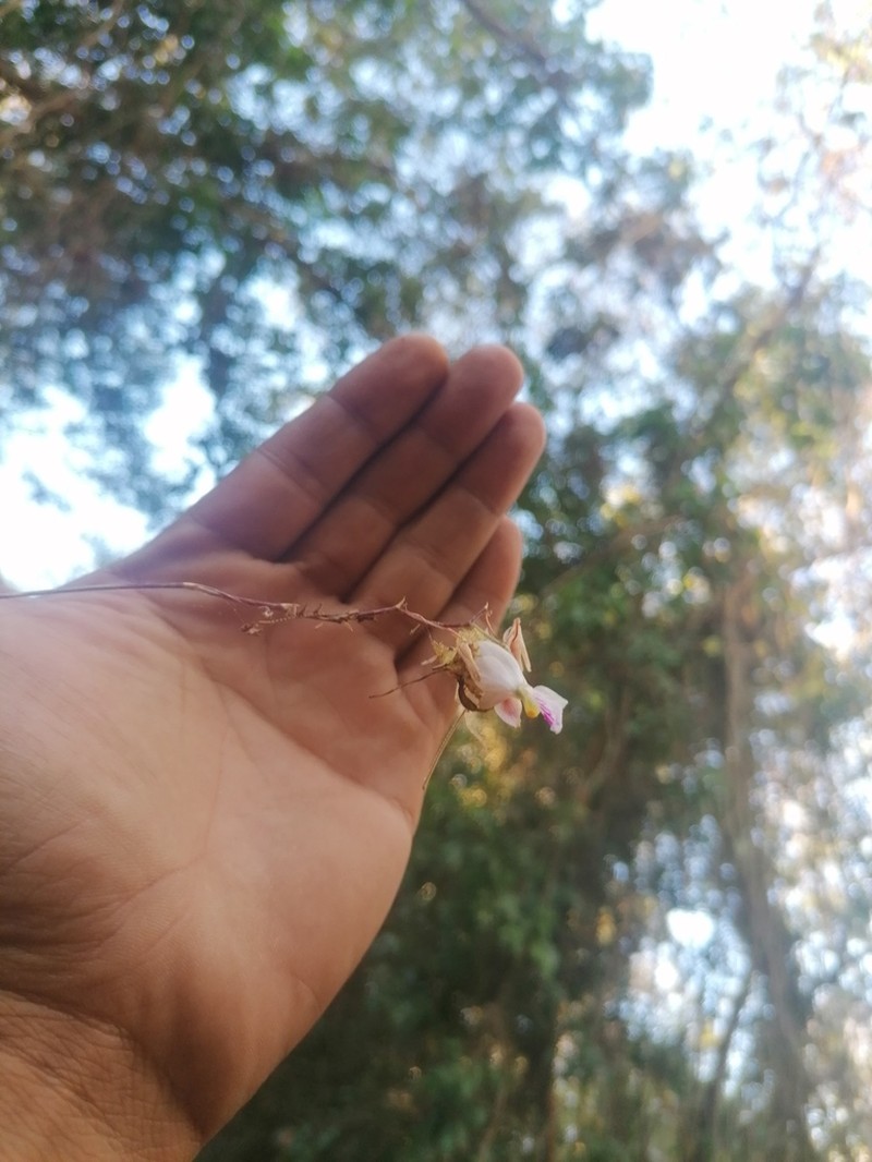Barkeria shoemakeri photo 8