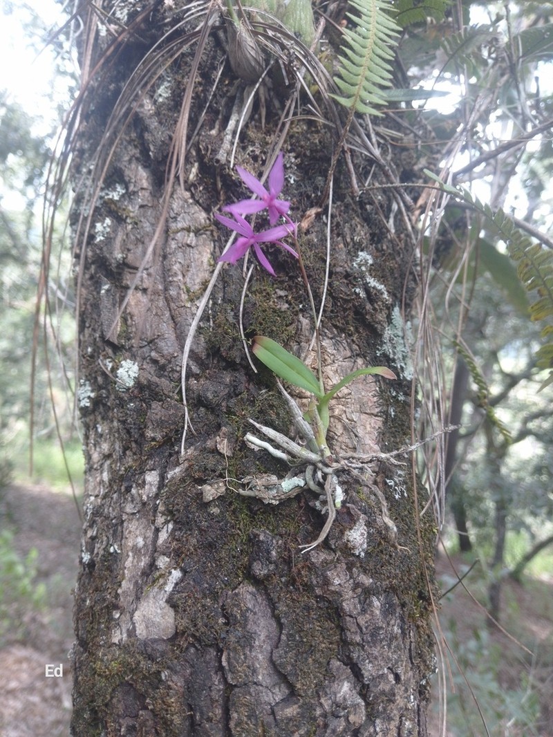 Barkeria skinneri photo 2