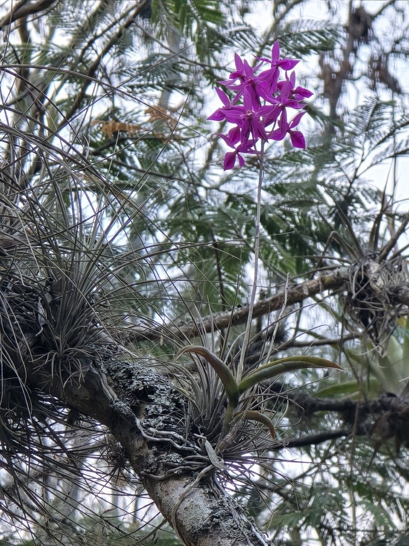 Barkeria skinneri photo 3