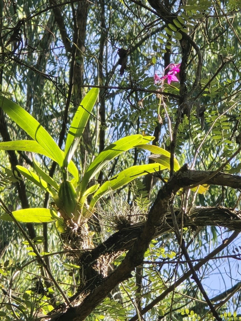 Barkeria skinneri photo 4