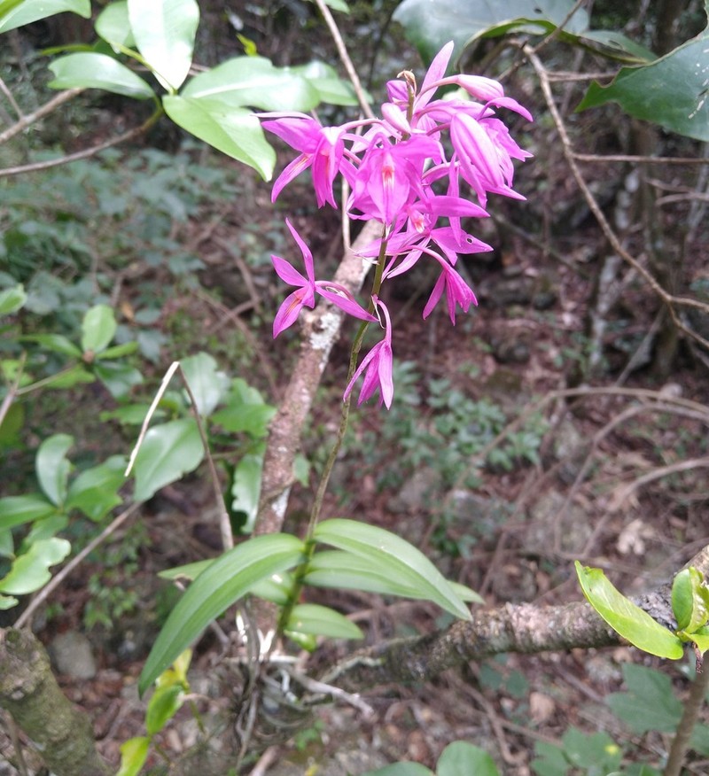 Barkeria skinneri photo 5