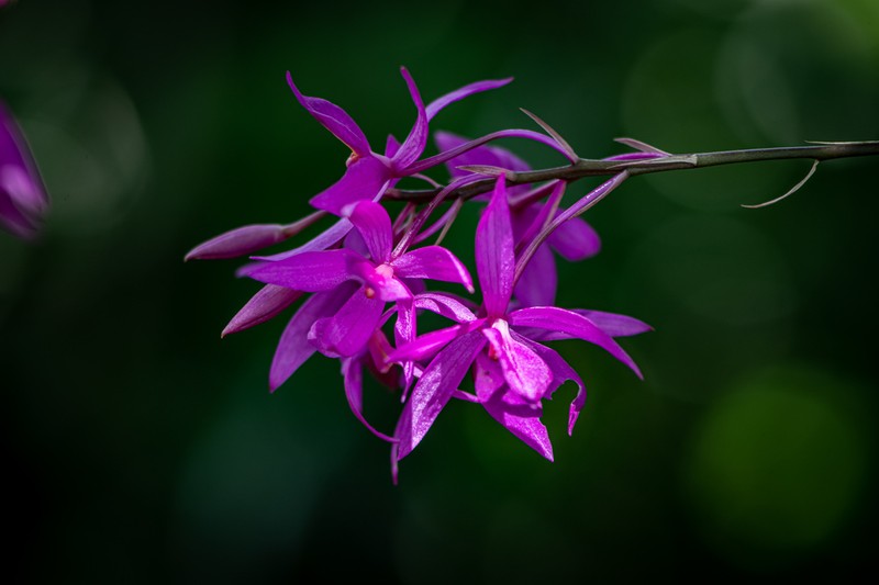 Barkeria skinneri photo 6