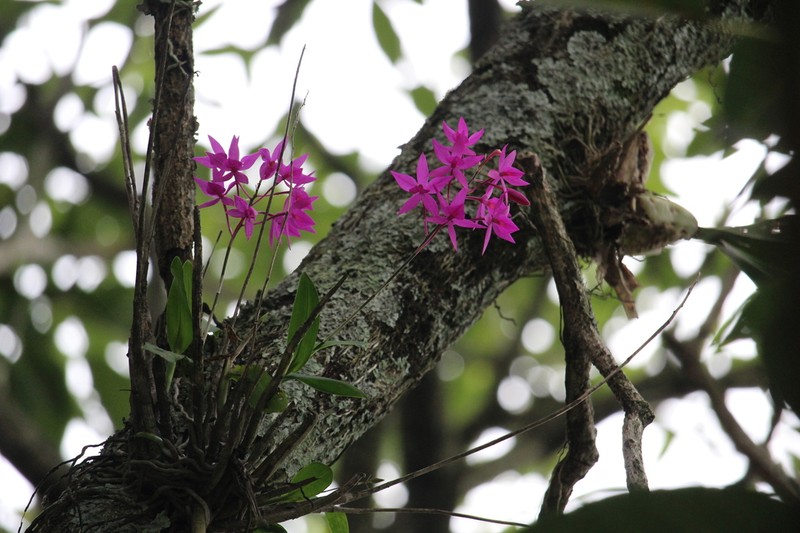 Barkeria skinneri photo 7