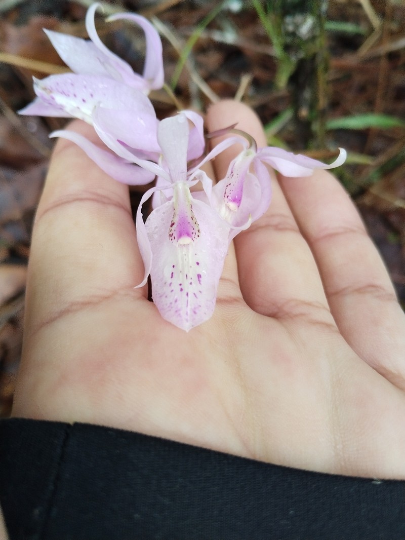 Barkeria spectabilis photo 2