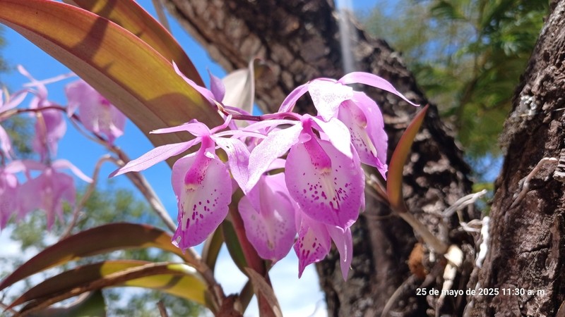 Barkeria spectabilis photo 3