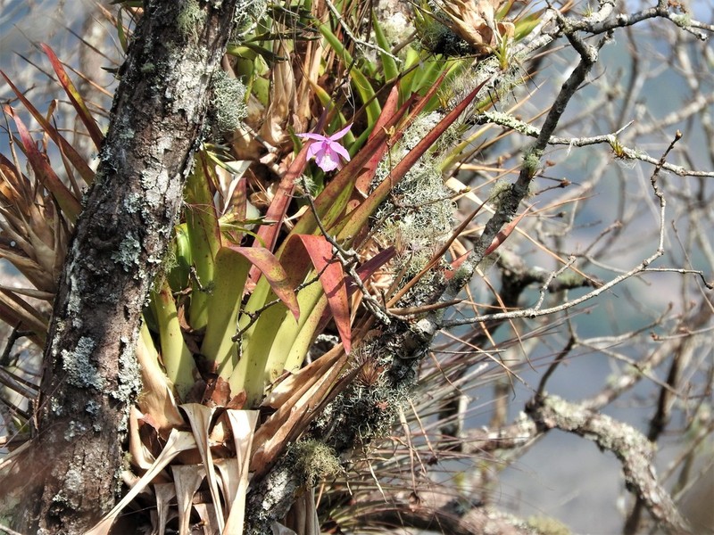 Barkeria spectabilis photo 4