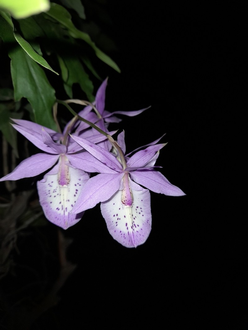 Barkeria spectabilis photo 5