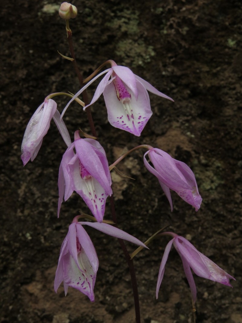Barkeria spectabilis photo 6