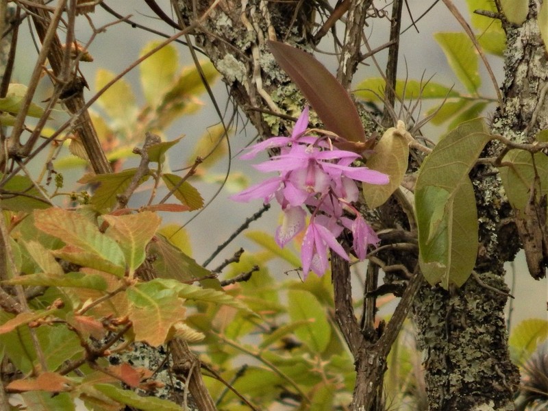 Barkeria spectabilis photo 7