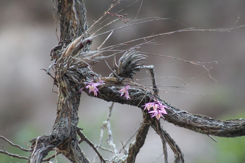 Barkeria strophinx photo 2