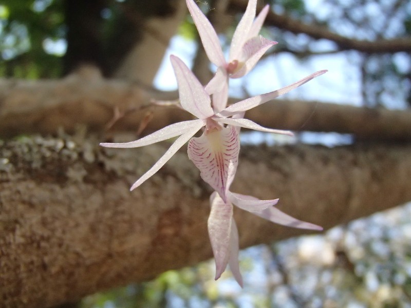 Barkeria strophinx photo 3