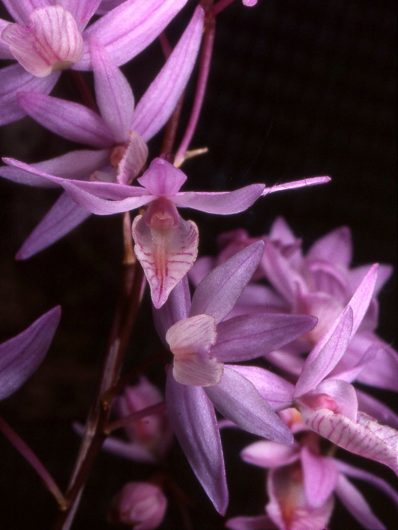 Barkeria strophinx