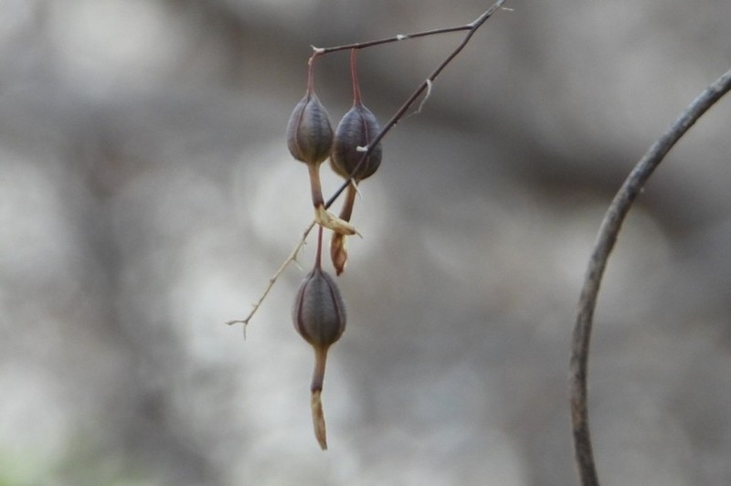 Barkeria uniflora