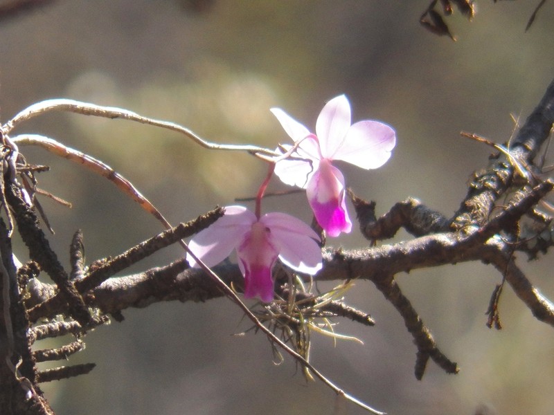 Barkeria uniflora photo 2