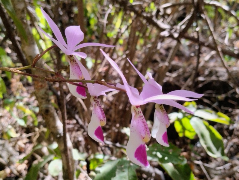 Barkeria uniflora photo 3
