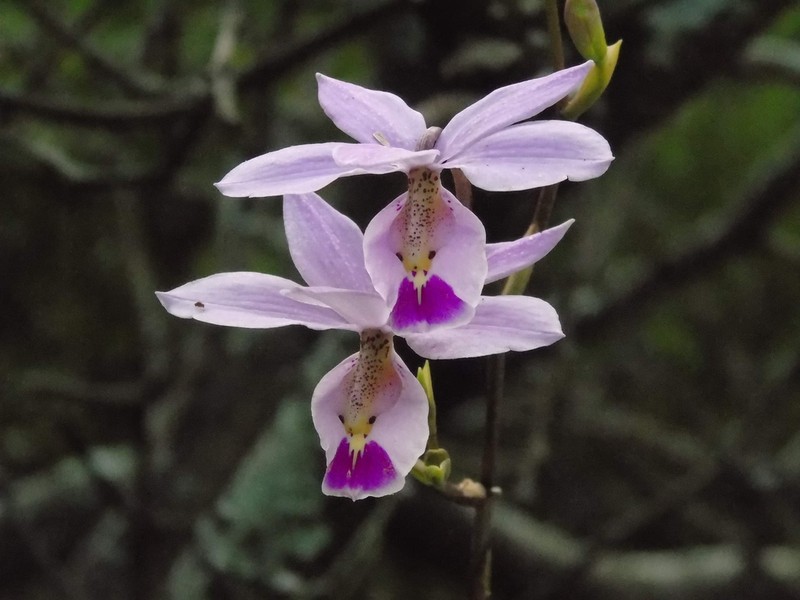 Barkeria uniflora photo 4