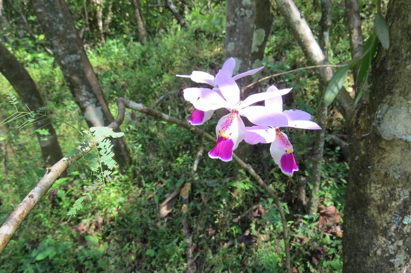 Barkeria uniflora photo 5