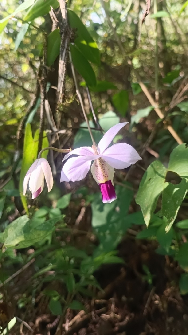 Barkeria uniflora photo 7