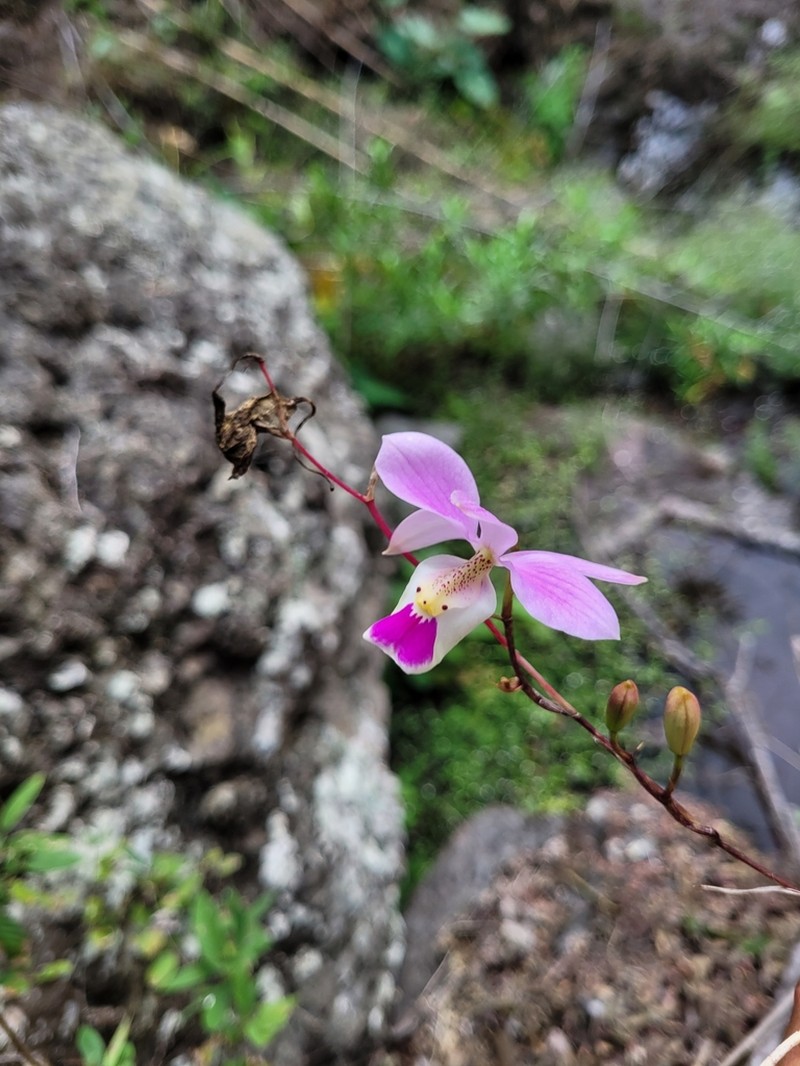 Barkeria uniflora photo 8