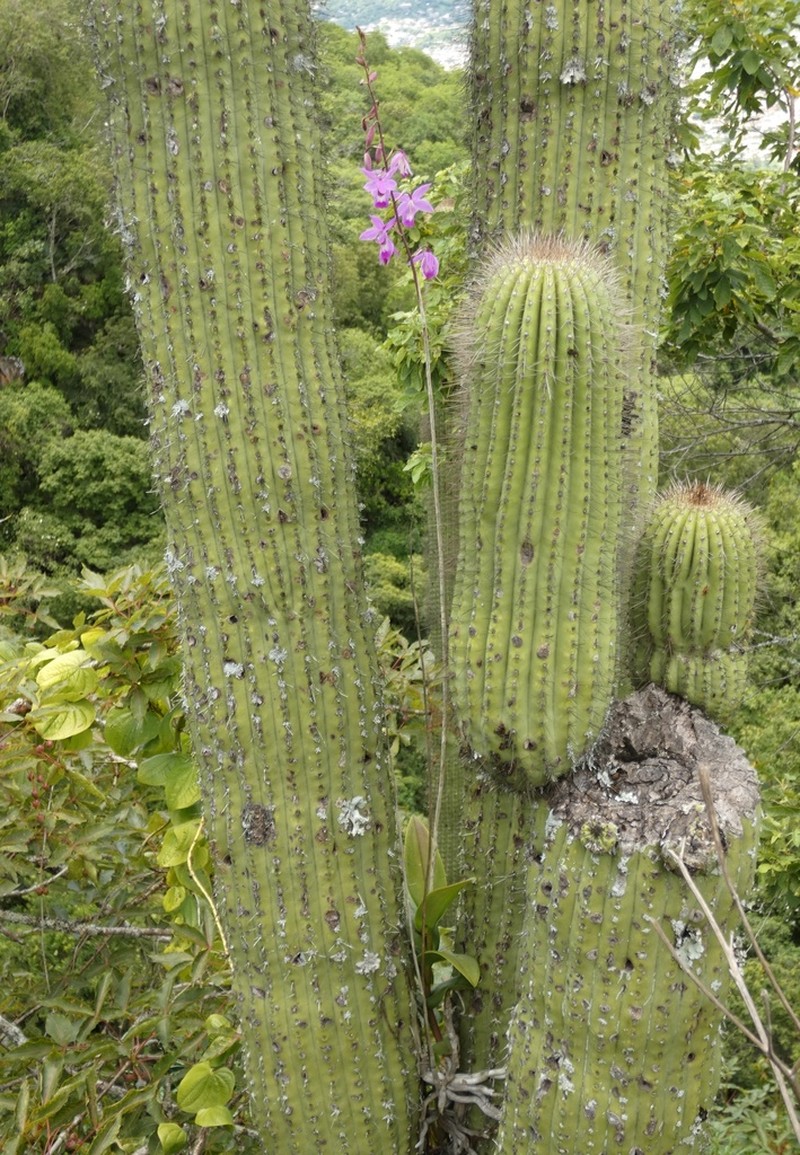 Barkeria vanneriana