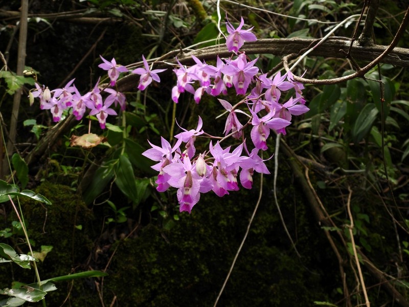 Barkeria vanneriana photo 2