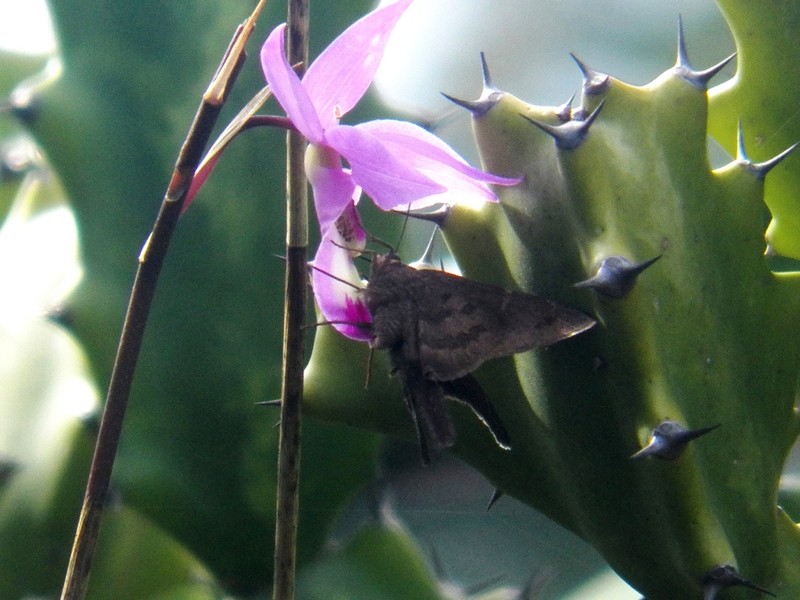 Barkeria vanneriana photo 3