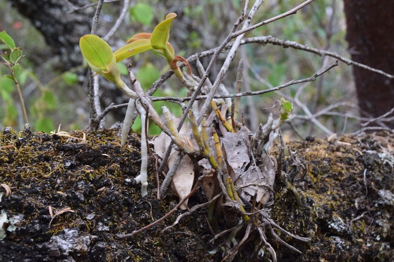 Barkeria vanneriana photo 4