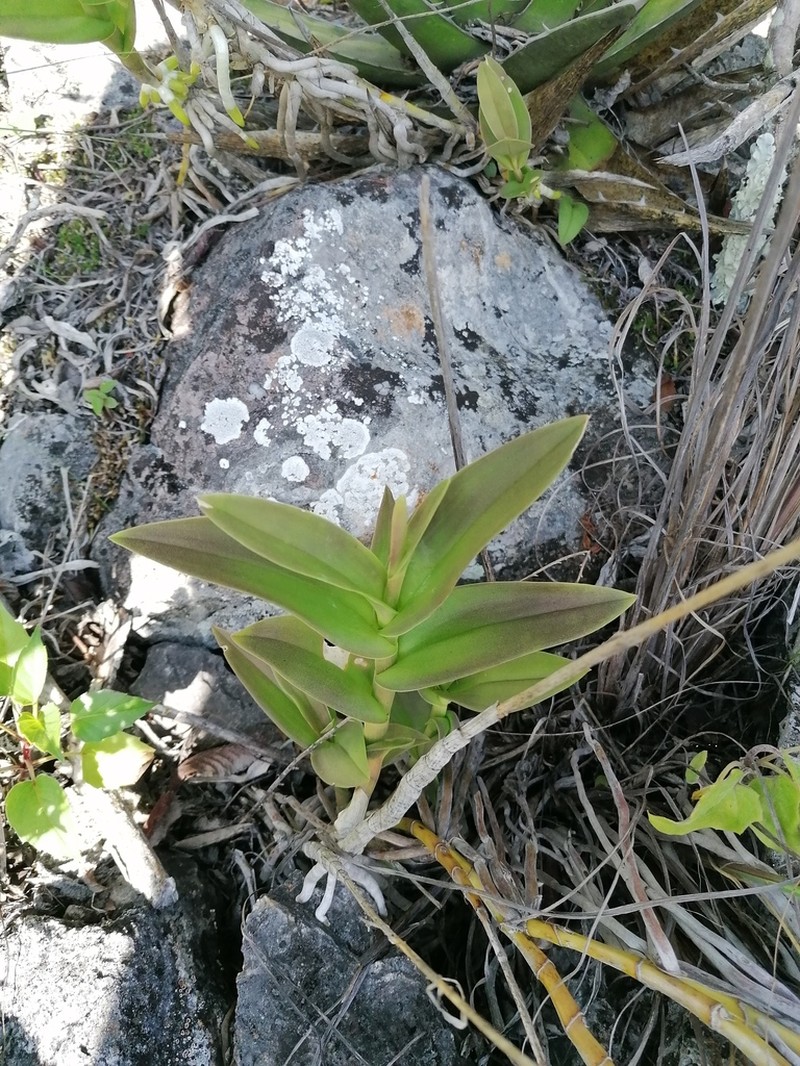 Barkeria vanneriana photo 5