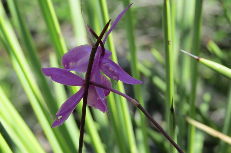 Barkeria vanneriana photo 6