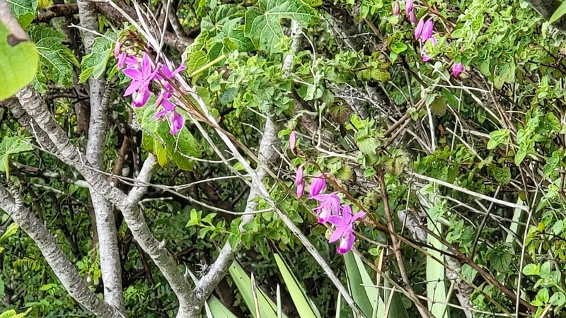 Barkeria vanneriana photo 7