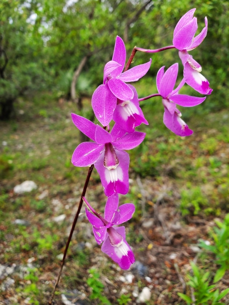 Barkeria vanneriana photo 8