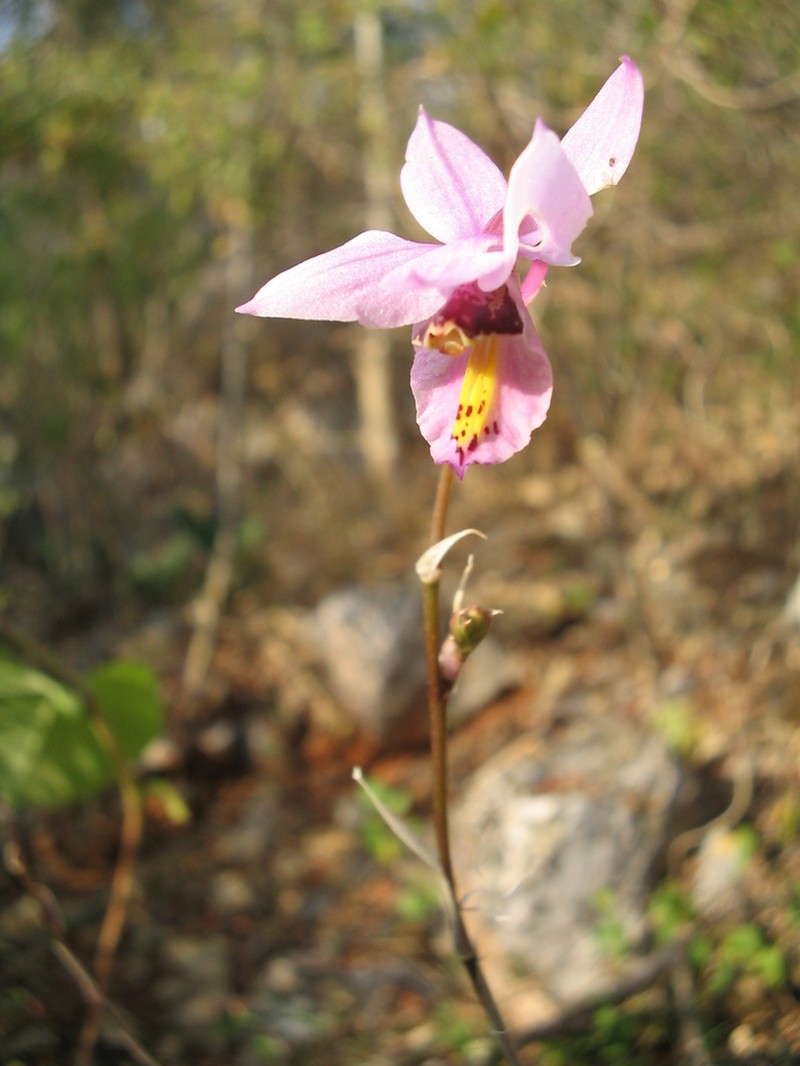 Barkeria whartoniana photo 2