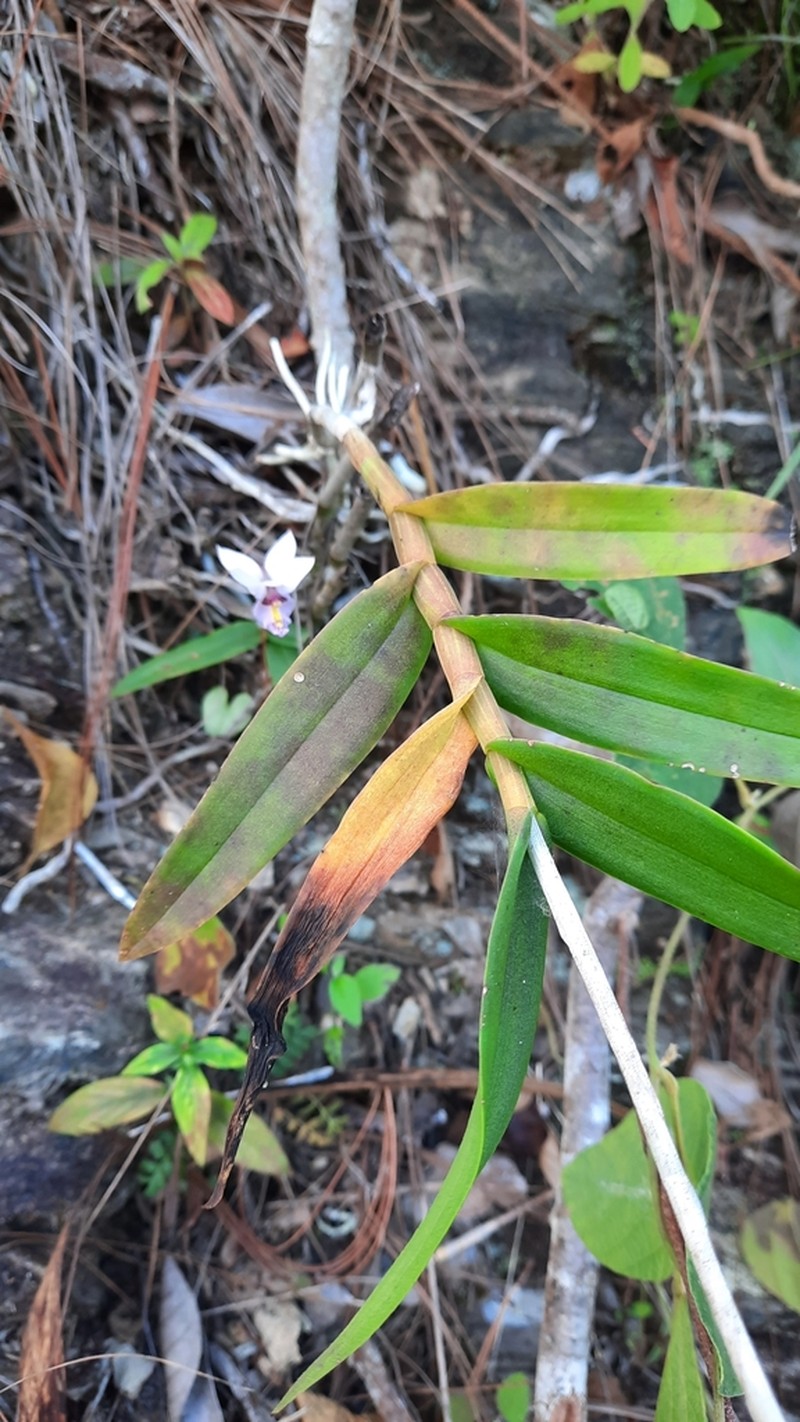Barkeria whartoniana photo 3