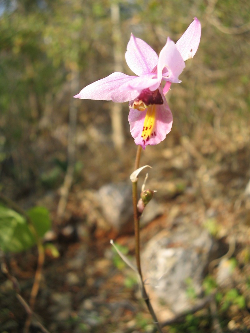 Barkeria whartoniana photo 4