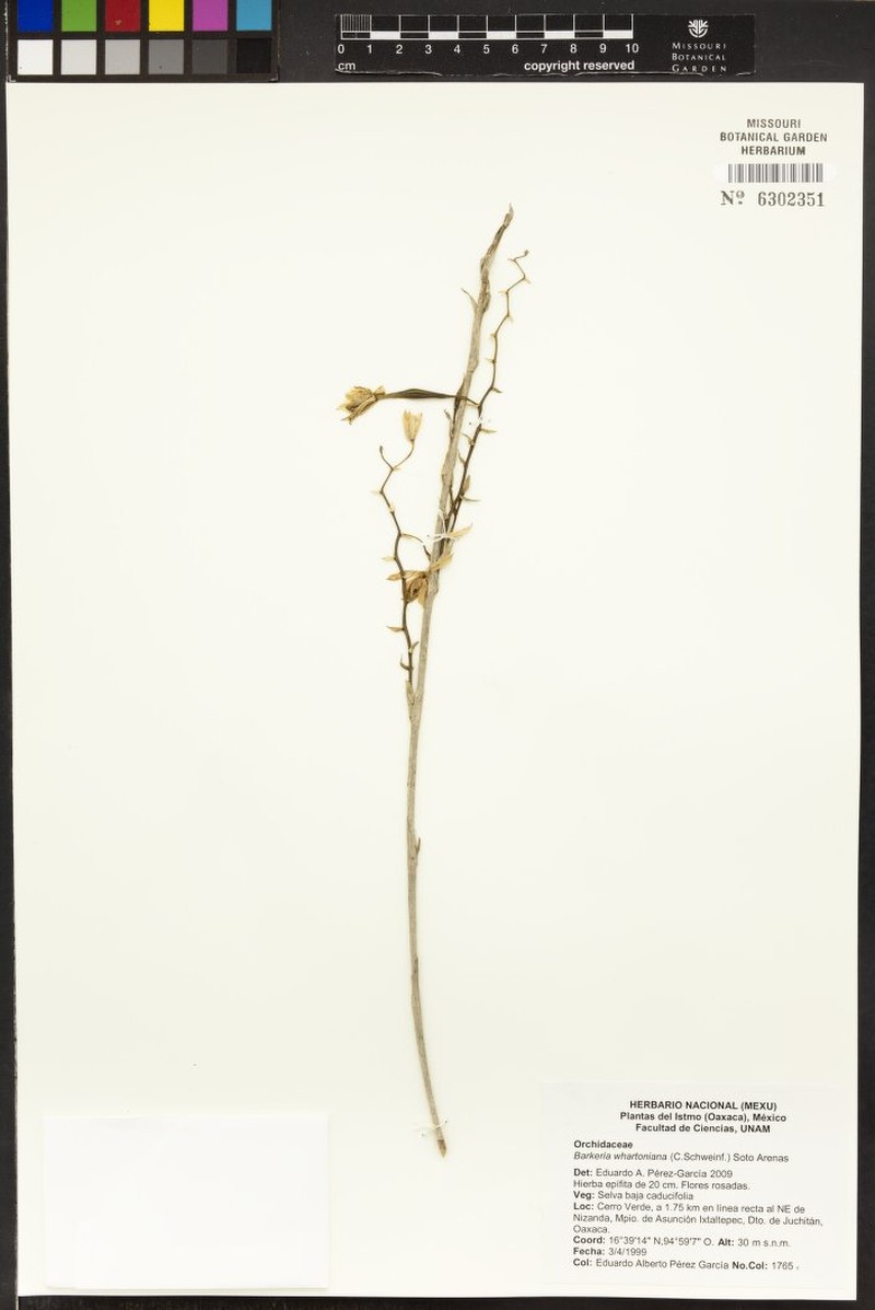 Barkeria whartoniana photo 5