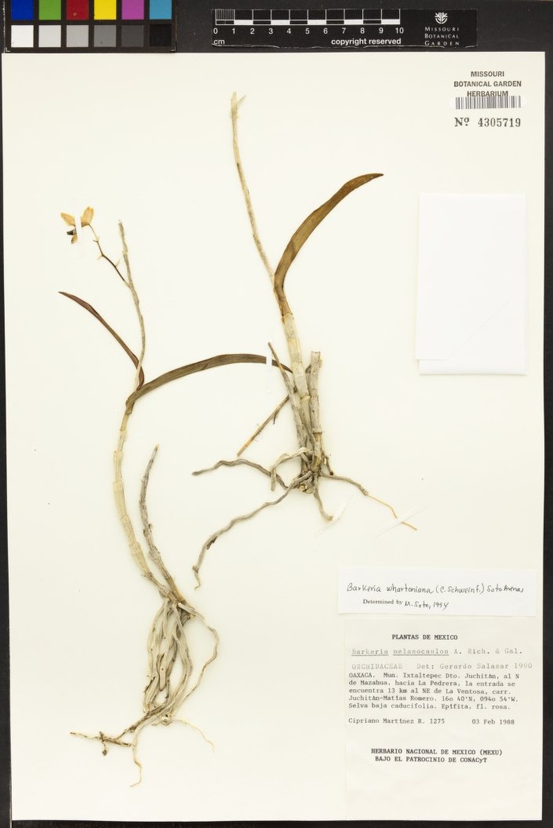 Barkeria whartoniana photo 6